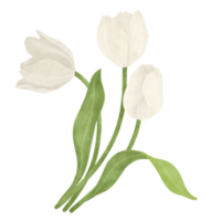 White tulip watercolor illustration png