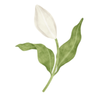 blanco lirio floral acuarela ilustración png