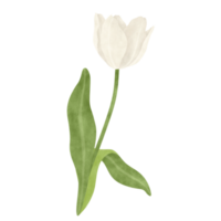 wit tulp waterverf illustratie png