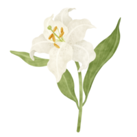 branco lírio floral aguarela ilustração png