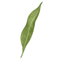 Leaf of lily floral png