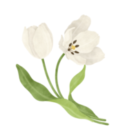 wit tulp waterverf illustratie png