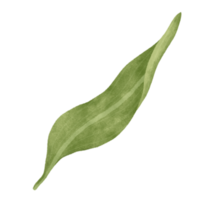 Leaf of lily floral png