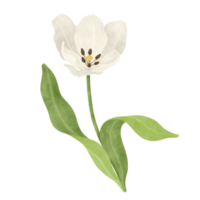 blanc tulipe aquarelle illustration png