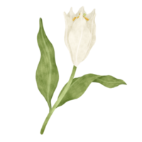 vit lilja blommig vattenfärg illustration png