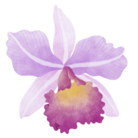 Orchid floral watercolor illustration png