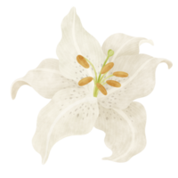 White lily floral watercolor illustration png