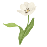 White tulip watercolor illustration png