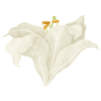 branco lírio floral aguarela ilustração png