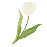 wit tulp waterverf illustratie png