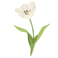 blanc tulipe aquarelle illustration png