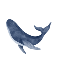 ballena acuarela ilustración png