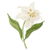 wit lelie bloemen waterverf illustratie png