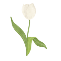 blanc tulipe aquarelle illustration png