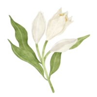 Weiß Lilie Blumen- Aquarell Illustration png