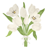 White tulip watercolor illustration png