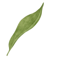 Leaf of lily floral png