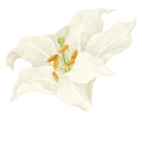 White lily floral watercolor illustration png