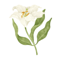blanco lirio floral acuarela ilustración png