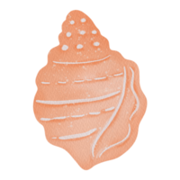 dibujo conchas acuarela png