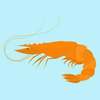 Shrimp, Prawn in flat vector illustration design