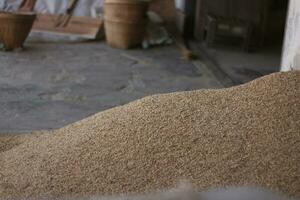 the grain after drying is collected and  then ready to be processed into rice photo