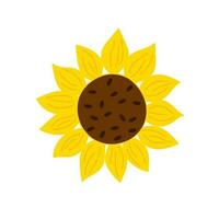 Yellow sunflower flat style simple vector hand drawn floral illustration, summer field agricultural plant, flower head in bloom for greeting card, wedding invitations, holiday design, poster, banner