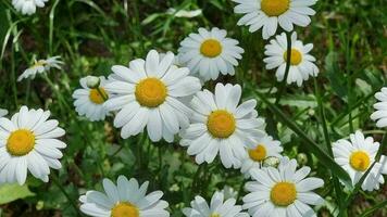 skön daisy på en grön äng nära de hus. massor av vit blommor. rabatt i de trädgård. video