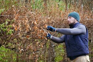 A man trims a hornbeam hedge in his garden. photo