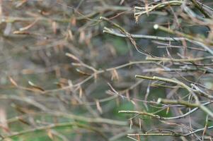 Cropped and trimmed hedge branches close-up photo