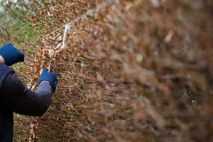 Cleaning the garden in early spring, cutting the hedge, which is still leafless. photo