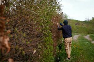 A male gardener trims a hedge in early spring, leveling it with stretched laces photo