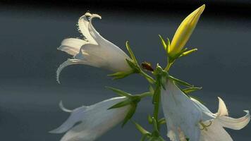 hommel Aan bloem van campanula alliariifolia, langzaam beweging video