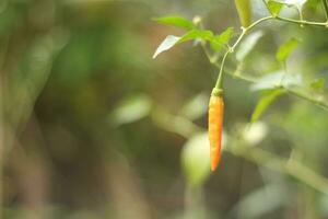 Red cayenne pepper or capcisum frutescens on a tree in the garden. Blurred background photo