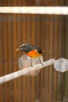 americano Robin turdus migratorius en un jaula. foto