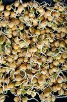 raw pea sprouts photo