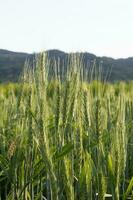 Close up Wheat field in country side photo