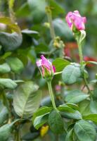 Pink rose in garden photo