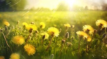 Chamomile field flowers border. Beautiful nature scene with blooming medical chamomilles in sun flare. Alternative medicine Spring Daisy. Summer flowers. Summer background. photo