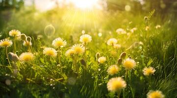 Chamomile field flowers border. Beautiful nature scene with blooming medical chamomilles in sun flare. Alternative medicine Spring Daisy. Summer flowers. Summer background. photo