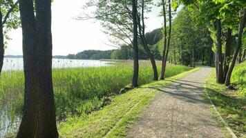 tranquil pathway in Lithuania. Summer evenings video