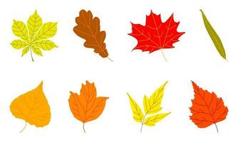 Set of Bright Autumn Leaves vector