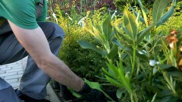 jardinero pico mejor plantas para su jardín proyecto video