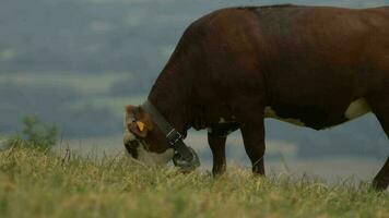 francês Alpes vacas em pasto. video