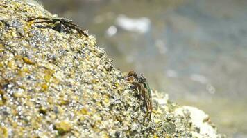 Granchi su un' tropicale isola. Granchi sedersi su un' pietra e crogiolarsi nel il sole. sfocato mare onda nel il sfondo. mare Granchi su il riva del mare video