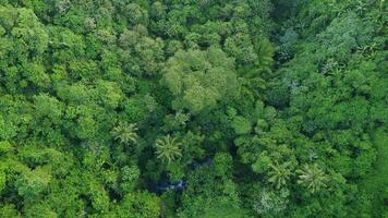 Aerial Green Forest Tree Background photo