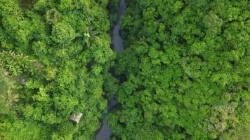 río y bosque aéreo imágenes video