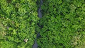 Fluss und Wald Antenne Aufnahmen video