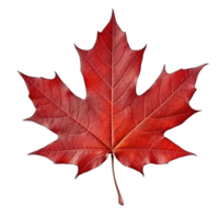 Autumn leaf isolated. Illustration AI Generative png