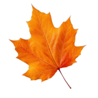 l'automne feuille isolé. illustration ai génératif png